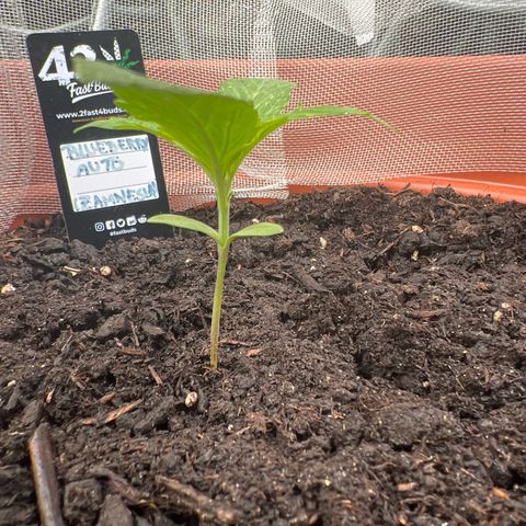 Blueberry Automatic growlog timeline photo