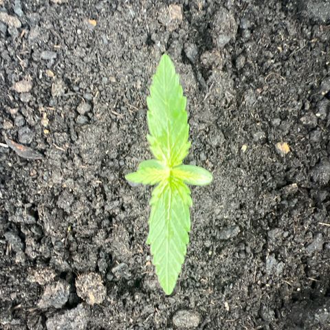 Pineapple Express growlog timeline photo