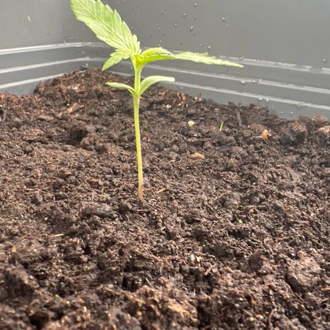 Pineapple Express growlog timeline photo