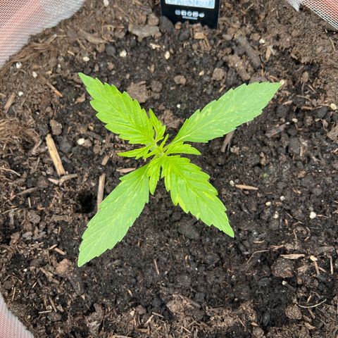 Blueberry Automatic growlog timeline photo