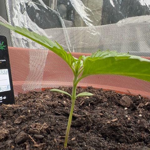 Blueberry Automatic growlog timeline photo