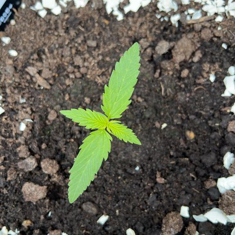 Pineapple Express growlog timeline photo