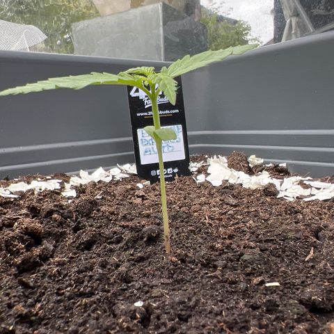 Pineapple Express growlog timeline photo