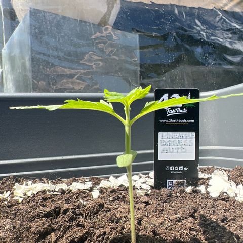 Pineapple Express growlog timeline photo