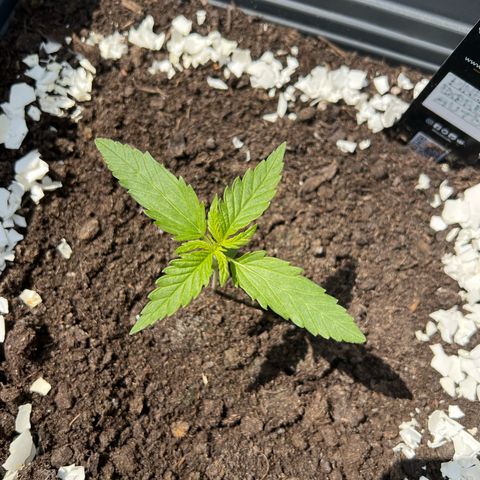 Pineapple Express growlog timeline photo