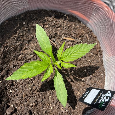 Blueberry Automatic growlog timeline photo