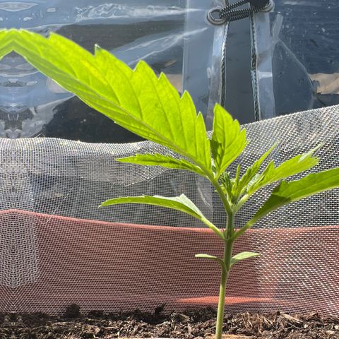 Blueberry Automatic growlog timeline photo