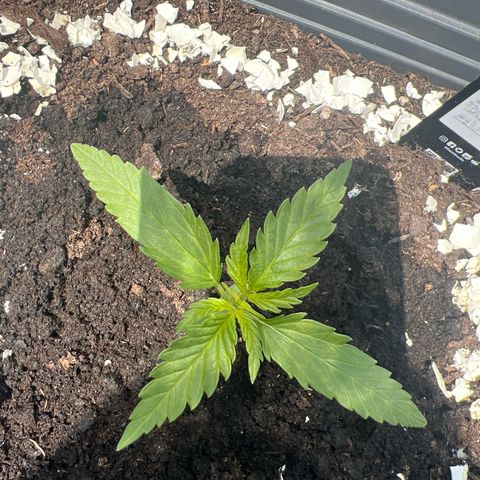 Pineapple Express growlog timeline photo