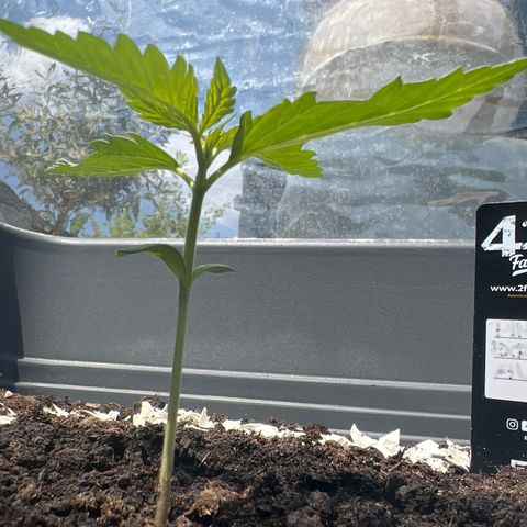 Pineapple Express growlog timeline photo