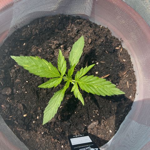 Blueberry Automatic growlog timeline photo