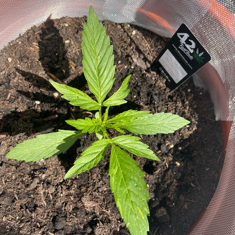 Blueberry Automatic growlog timeline photo