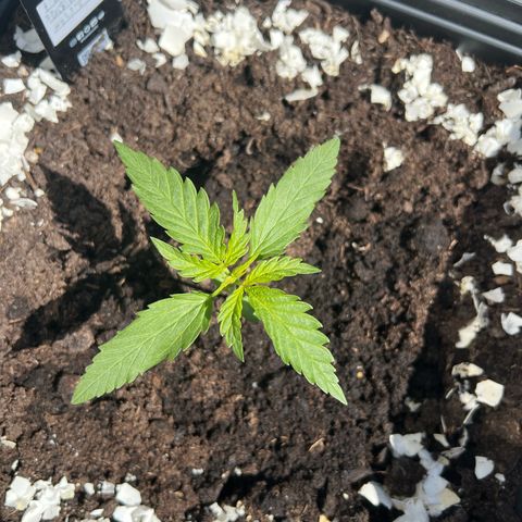 Pineapple Express growlog timeline photo