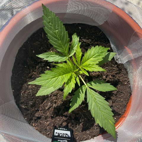 Blueberry Automatic growlog timeline photo