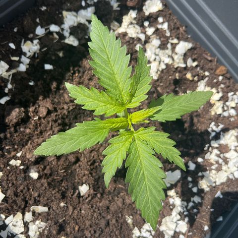 Pineapple Express growlog timeline photo