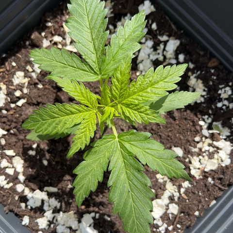Pineapple Express growlog timeline photo