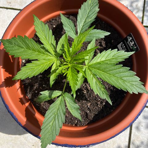 Blueberry Automatic growlog timeline photo