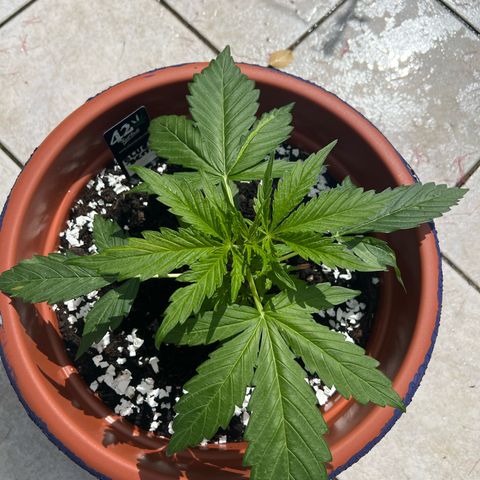 Blueberry Automatic growlog timeline photo