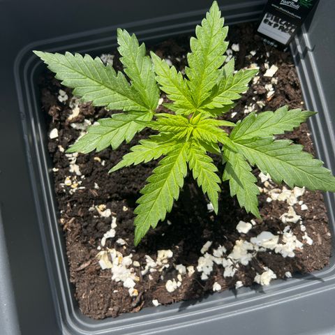 Pineapple Express growlog timeline photo