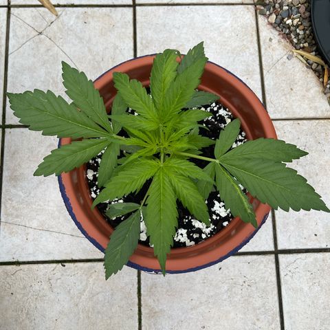 Blueberry Automatic growlog timeline photo