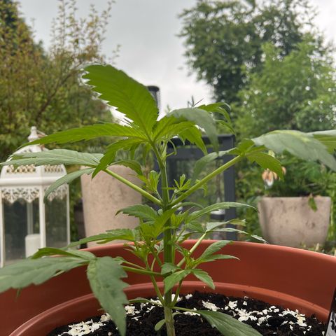 Blueberry Automatic growlog timeline photo