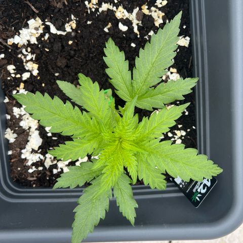 Pineapple Express growlog timeline photo