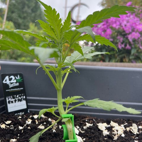 Pineapple Express growlog timeline photo