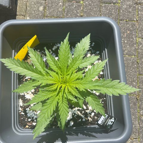 Pineapple Express growlog timeline photo