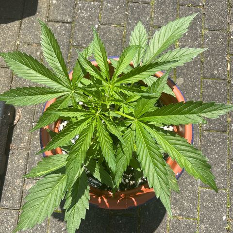 Blueberry Automatic growlog timeline photo