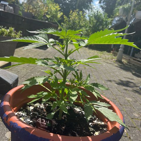 Blueberry Automatic growlog timeline photo