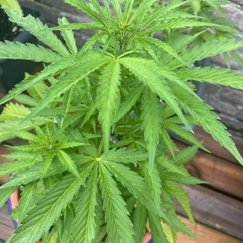 Blueberry Automatic growlog timeline photo