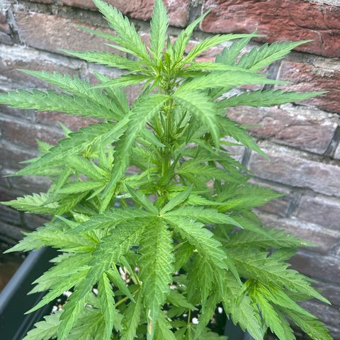 Pineapple Express growlog timeline photo