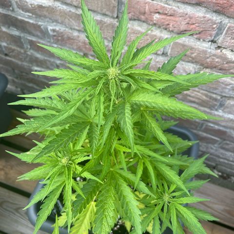 Pineapple Express growlog timeline photo