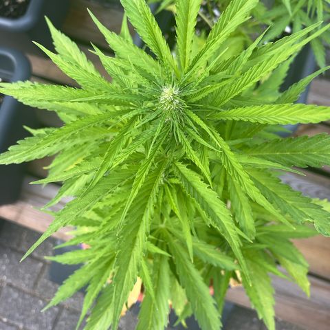 Blueberry Automatic growlog timeline photo