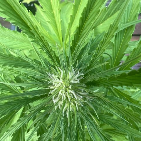 Blueberry Automatic growlog timeline photo