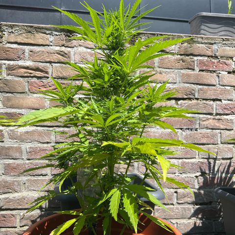 Blueberry Automatic growlog timeline photo