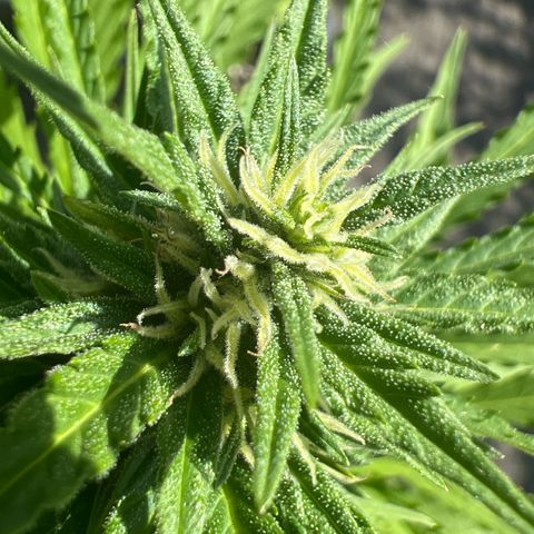 Blueberry Automatic growlog timeline photo
