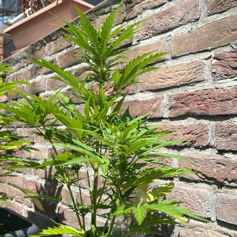 Pineapple Express growlog timeline photo