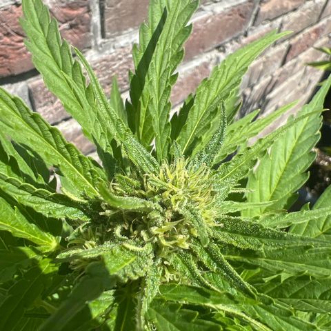 Pineapple Express growlog timeline photo