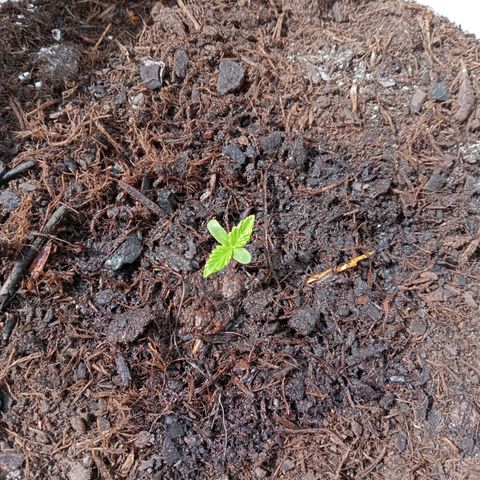 Auto M8 growlog timeline photo