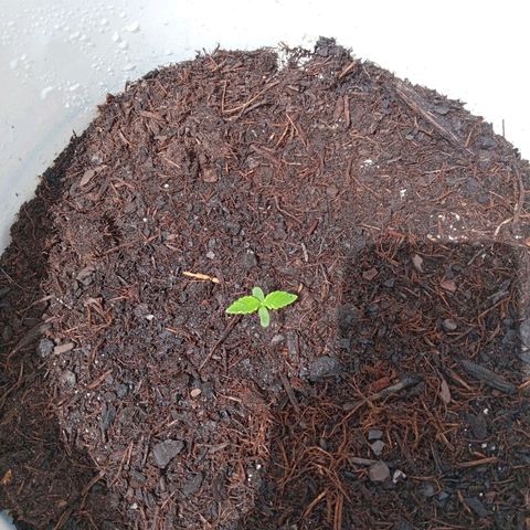 Auto M8 growlog timeline photo