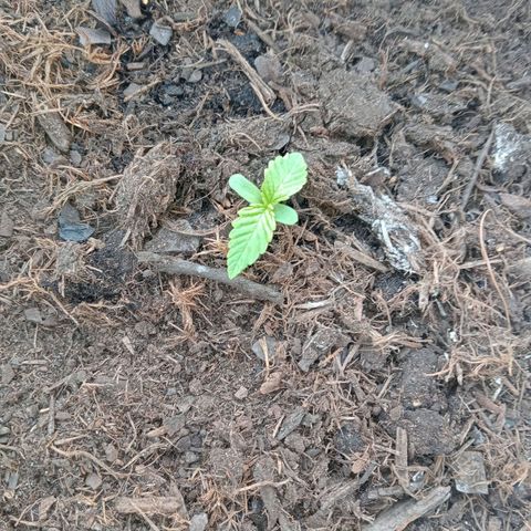 Auto M8 growlog timeline photo