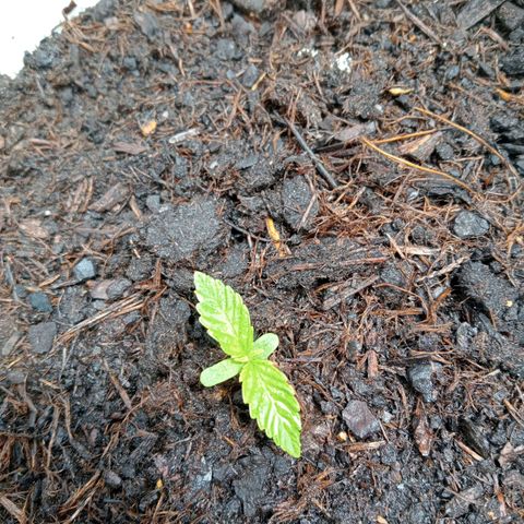 Auto M8 growlog timeline photo