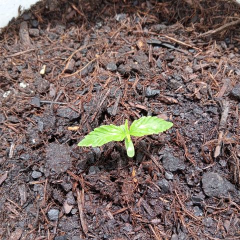 Auto M8 growlog timeline photo