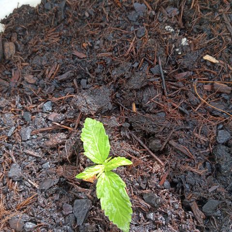 Auto M8 growlog timeline photo