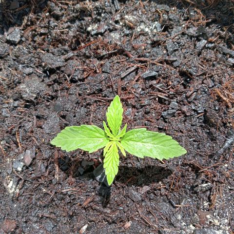 Auto M8 growlog timeline photo