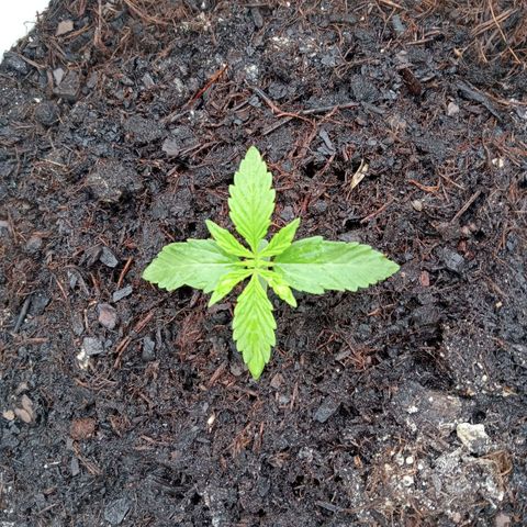 Auto M8 growlog timeline photo