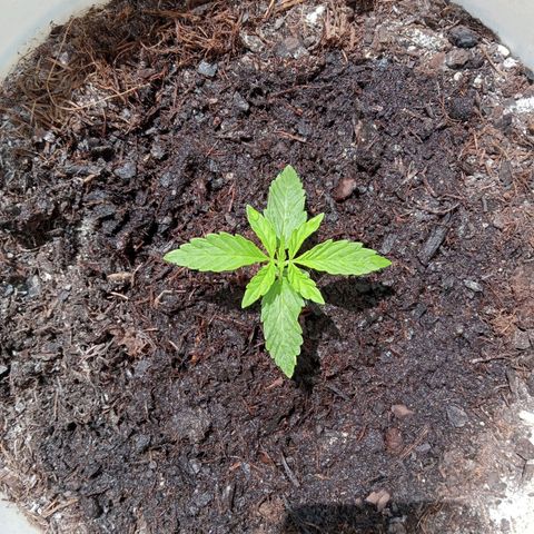 Auto M8 growlog timeline photo