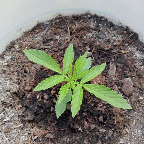 Auto M8 growlog timeline photo