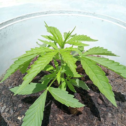 Auto M8 growlog timeline photo