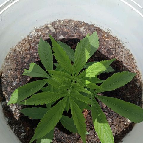 Auto M8 growlog timeline photo